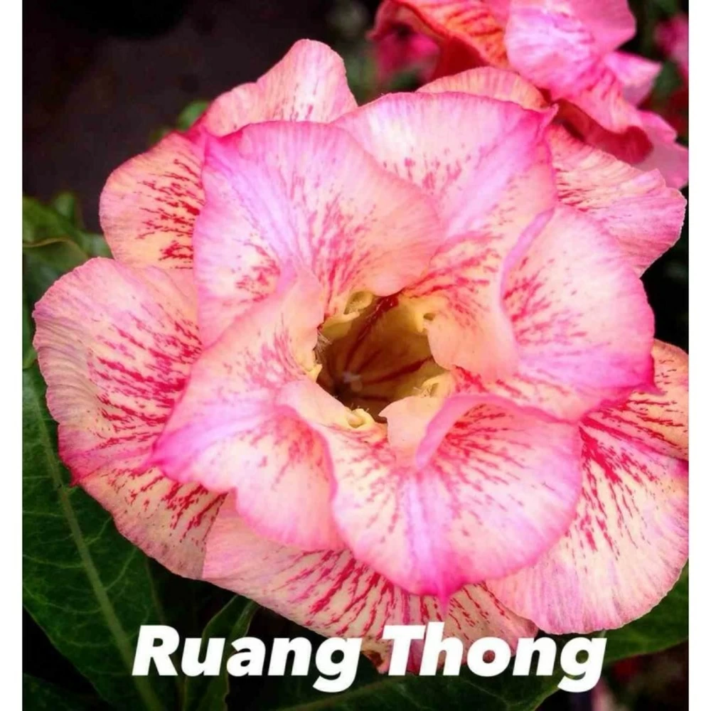 Adenium Obesum Cv.ruong Thong Jaune Rose - Taille Caudex D'environ 300g 20/25cm – Image 2