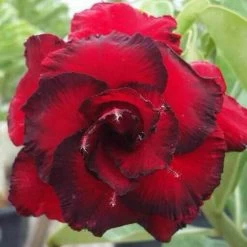 Adenium Obesum Cv.dang Hunsadee Rouge - Taille Caudex D'environ 150g