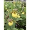 Cypripedium "kristy Lyn" (orchidées Terrestres) Taille Pot De 1 Litre - 0/60 Cm