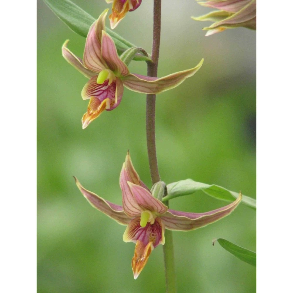 Epipactis Gigantea Taille Pot De 1 Litre - 0/60 Cm - Rouge