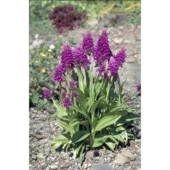 Dactylorhiza Purpurella Taille Pot De 1 Litre - 0/60 Cm