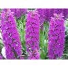 Dactylorhiza Foliorella Taille Pot De 1 Litre - 0/60 Cm