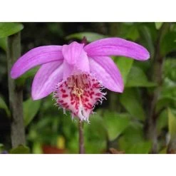 Pleione 'bulbocodiodes' Rose - Taille Pot De 1 Litre - 0/40 Cm