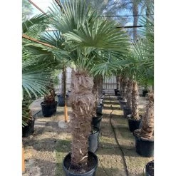 Trachycarpus Fortunei (palmier Chanvre, Palmier Moulin à Vent) Pot De 40l - Tronc 70/80 Cm - Total 160/190cm