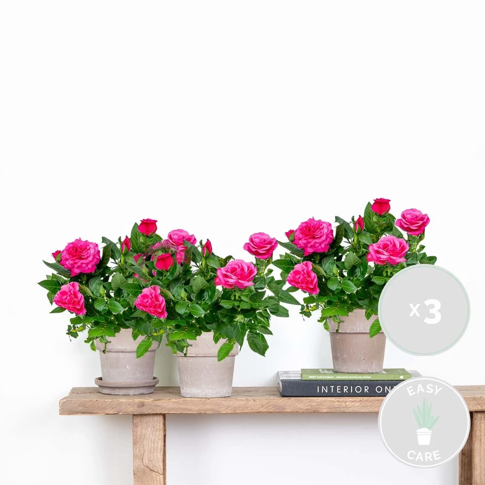 3x Pot Rose Rose - Rosa – Plante De Terrasse & D'intérieur – ⌀12cm – ↕20-30cm – Image 2