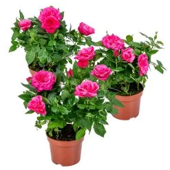 3x Pot Rose Rose - Rosa – Plante De Terrasse & D'intérieur – ⌀12cm – ↕20-30cm