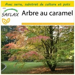 Kit De Culture - Arbre Au Caramel - 200 Graines - Cercidiphyllum Japonicum
