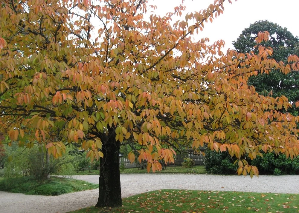 Kit De Culture - Cerisier Du Japon - 30 Graines - Prunus Serrulata – Image 7