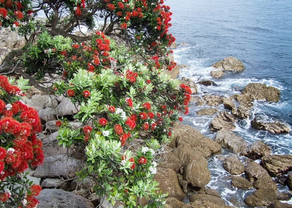 Kit De Culture - L'arbre De Noël De Nouvelle-zélande - 300 Graines - Metrosideros Excelsa – Image 5