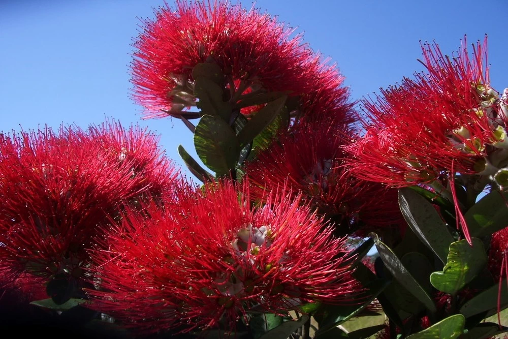 Kit De Culture - L'arbre De Noël De Nouvelle-zélande - 300 Graines - Metrosideros Excelsa – Image 6