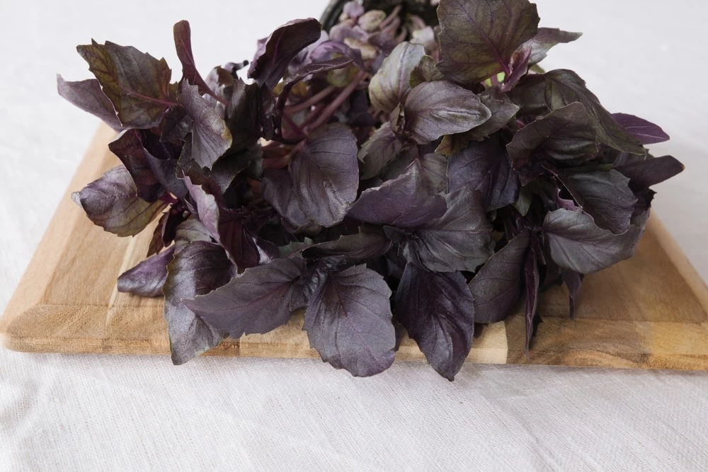 Kit De Culture - Bio - Basilic - Pourpre - 400 Graines - Ocimum Basilicum – Image 5