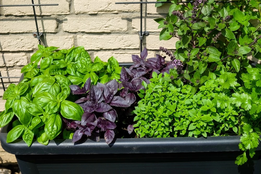 Kit De Culture - Bio - Basilic - Pourpre - 400 Graines - Ocimum Basilicum – Image 7