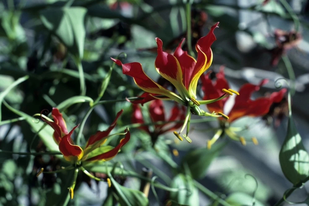 Kit De Culture - Lis De Malabar - 15 Graines - Gloriosa Rothschildiana – Image 5