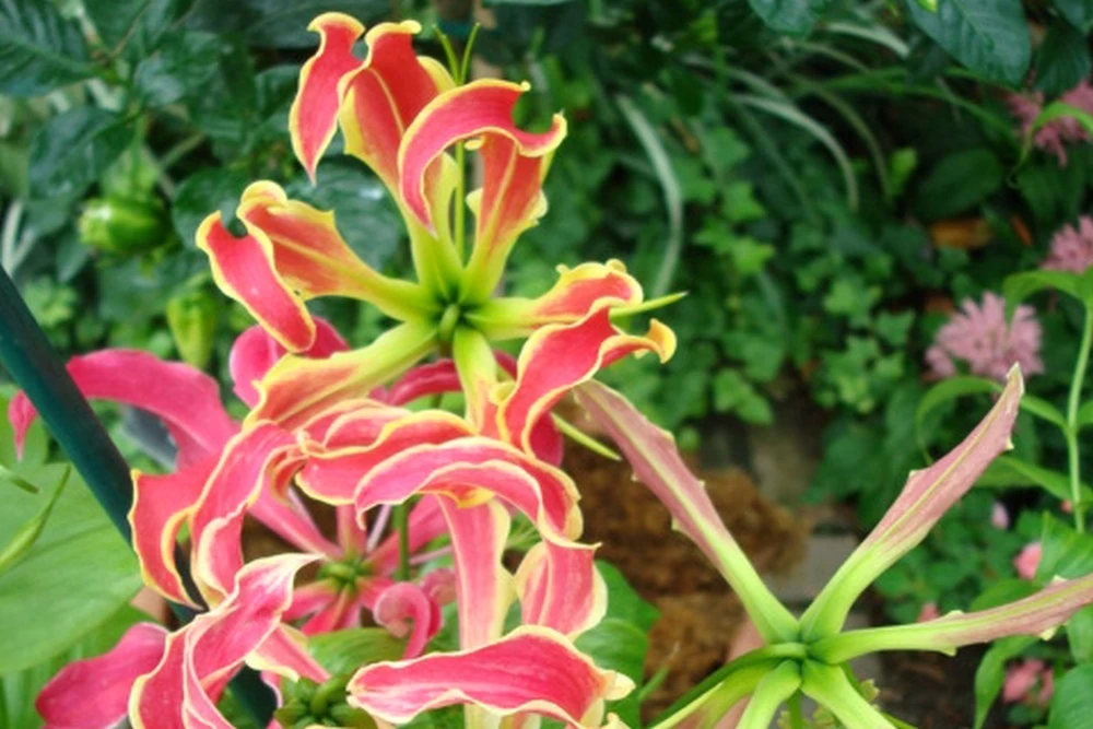 Kit De Culture - Lis De Malabar - 15 Graines - Gloriosa Rothschildiana – Image 6