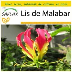 Kit De Culture - Lis De Malabar - 15 Graines - Gloriosa Rothschildiana