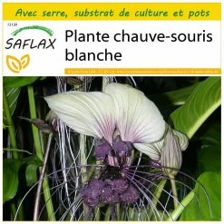 Kit De Culture - Plante Chauve-souris Blanche - 10 Graines - Tacca Integrifolia