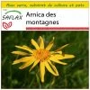 Kit De Culture - Arnica Des Montagnes - 40 Graines - Arnica Montana