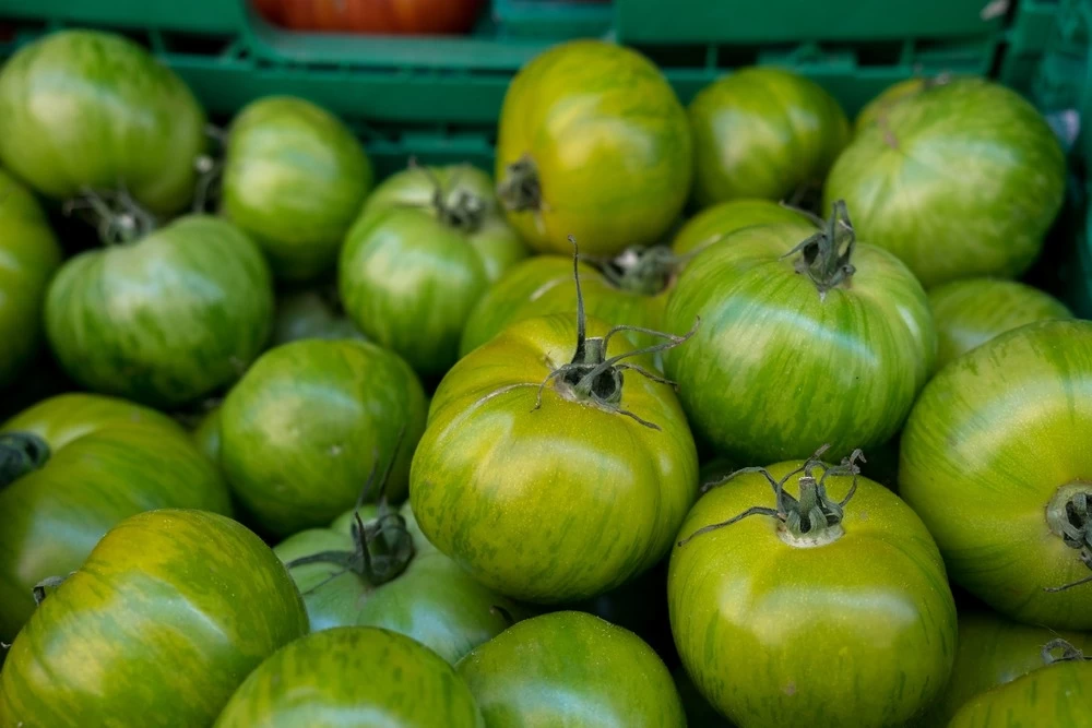 Kit De Culture - Bio - Tomate - Verte Zébrée - 10 Graines - Solanum Lycopersicum – Image 5