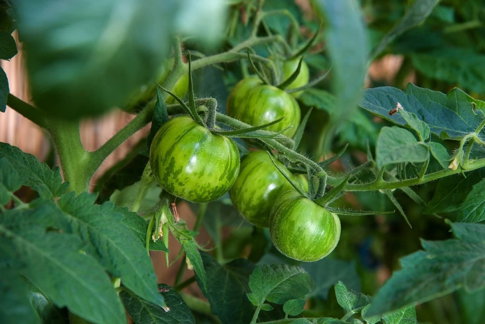 Kit De Culture - Bio - Tomate - Verte Zébrée - 10 Graines - Solanum Lycopersicum – Image 6