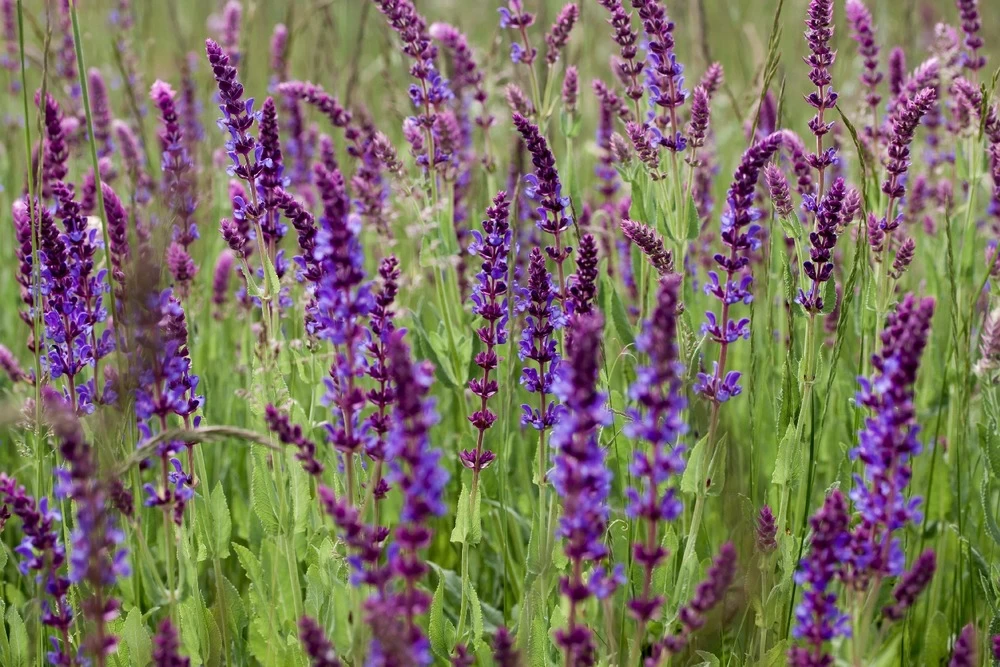 Kit De Culture - Bio - Sauge - 60 Graines - Salvia Officinalis – Image 6