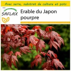 Kit De Culture - Erable Du Japon Pourpre - 20 Graines - Acer Palmatum Atropurpureum
