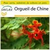 Kit De Culture - Orgueil De Chine - 10 Graines - Caesalpinia Pulcherrima