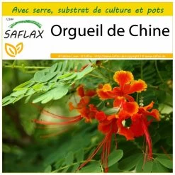 Kit De Culture - Orgueil De Chine - 10 Graines - Caesalpinia Pulcherrima