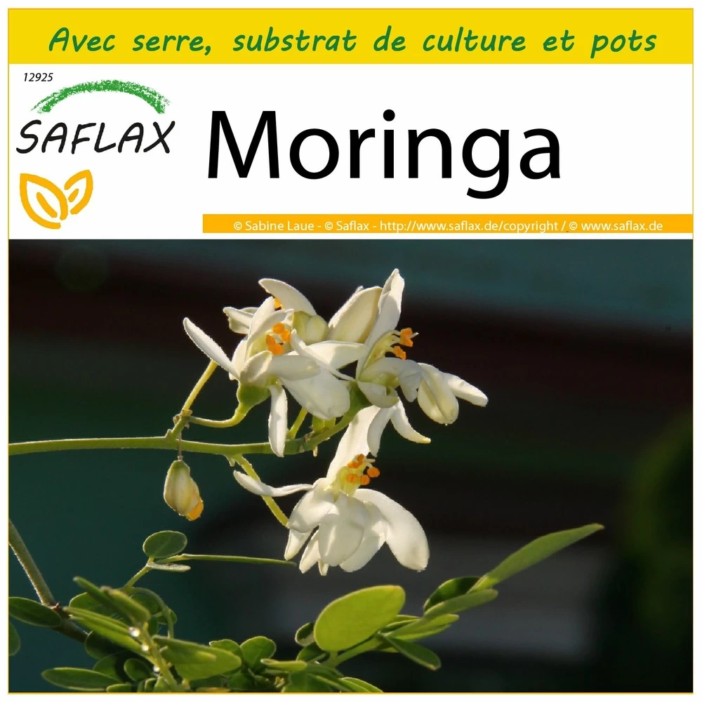 Kit De Culture - Moringa - 10 Graines - Moringa Oleifera