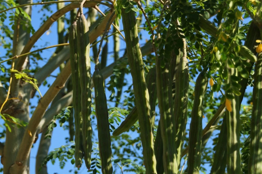 Kit De Culture - Moringa - 10 Graines - Moringa Oleifera – Image 5