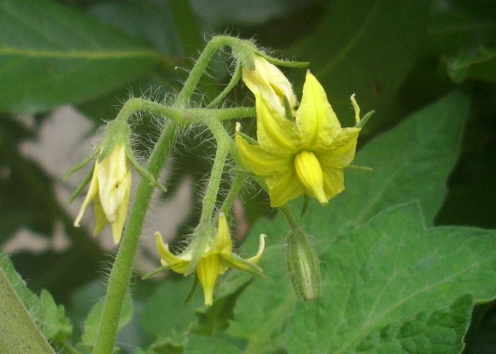 Kit De Culture - Tomate San Marzano - 10 Graines - Lycopersicon Esculentum – Image 4