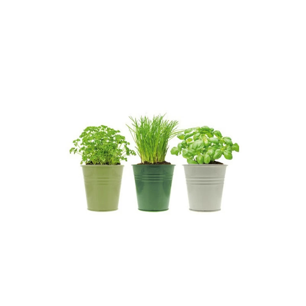 3 Pots D'herbes Aromatiques