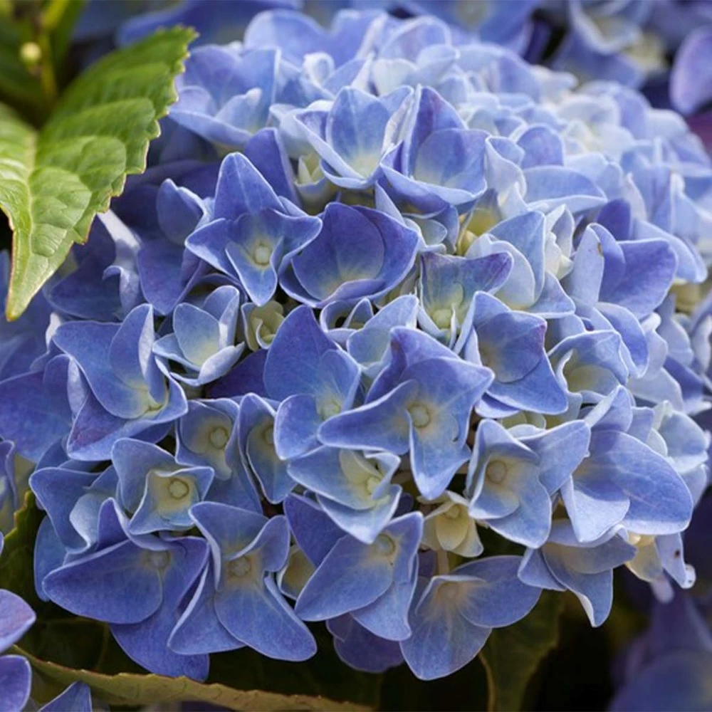 Hydrangea Macrophylla 'early Blue'– Hortensia – Arbuste - Rustique – ⌀14 Cm - ↕30-40 Cm – Image 4