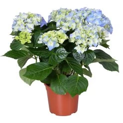 Hydrangea Macrophylla 'early Blue'– Hortensia – Arbuste - Rustique – ⌀14 Cm - ↕30-40 Cm
