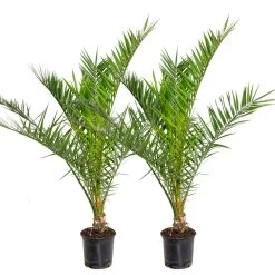 2x Phoenix Canariensis - Palmier Dattier Des Canaries - Palmier - Rustique – ⌀19 Cm - ↕80-100 Cm