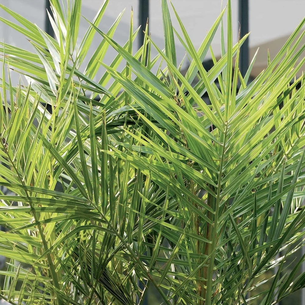 2x Phoenix Canariensis - Palmier Dattier Des Canaries - Palmier - Rustique – ⌀19 Cm - ↕80-100 Cm – Image 4