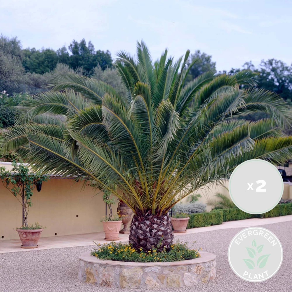 2x Phoenix Canariensis - Palmier Dattier Des Canaries - Palmier - Rustique – ⌀19 Cm - ↕80-100 Cm – Image 2