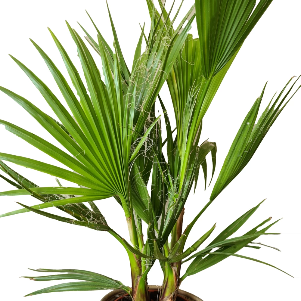 2x Washingtonia Robusta - Palmier Mexicain - Palmier Extérieur - Persistant – ⌀21 Cm - ↕80-100 Cm – Image 3