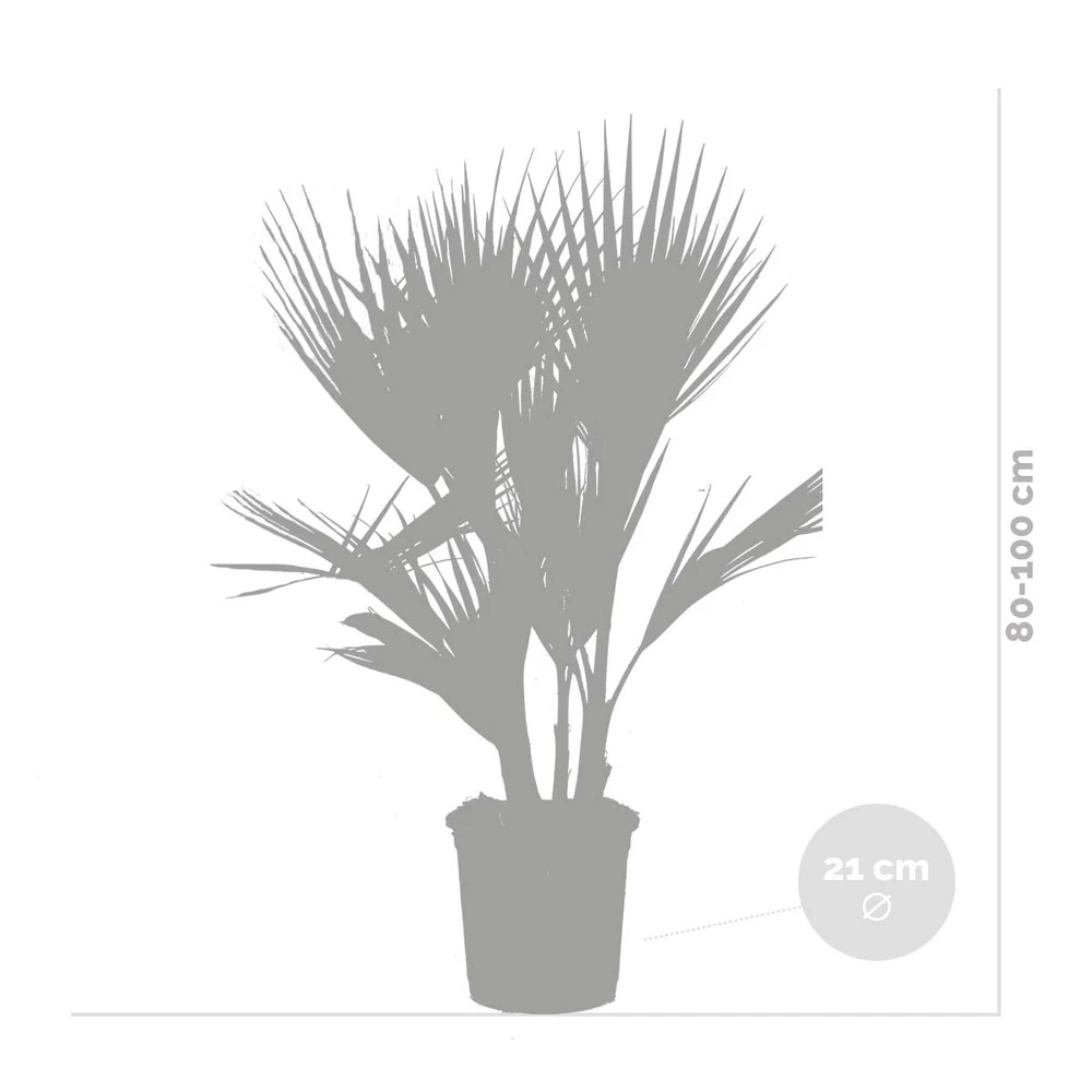 2x Washingtonia Robusta - Palmier Mexicain - Palmier Extérieur - Persistant – ⌀21 Cm - ↕80-100 Cm – Image 4