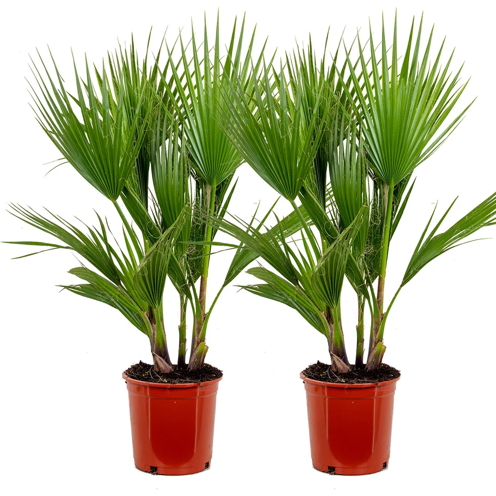 2x Washingtonia Robusta - Palmier Mexicain - Palmier Extérieur - Persistant – ⌀21 Cm - ↕80-100 Cm