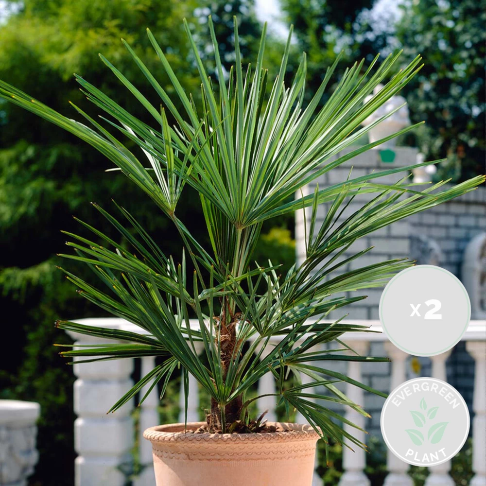 2x Washingtonia Robusta - Palmier Mexicain - Palmier Extérieur - Persistant – ⌀21 Cm - ↕80-100 Cm – Image 2