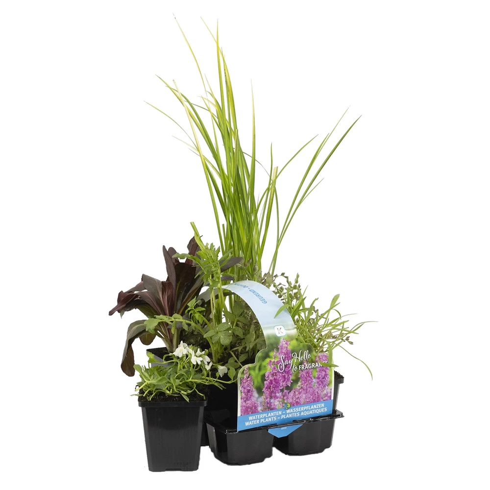 6x Mélange De Plantes Parfumées Pour Bassin – Zone 2 & 3 – Faible Entretien - ⌀9 Cm - ↕15-25 Cm