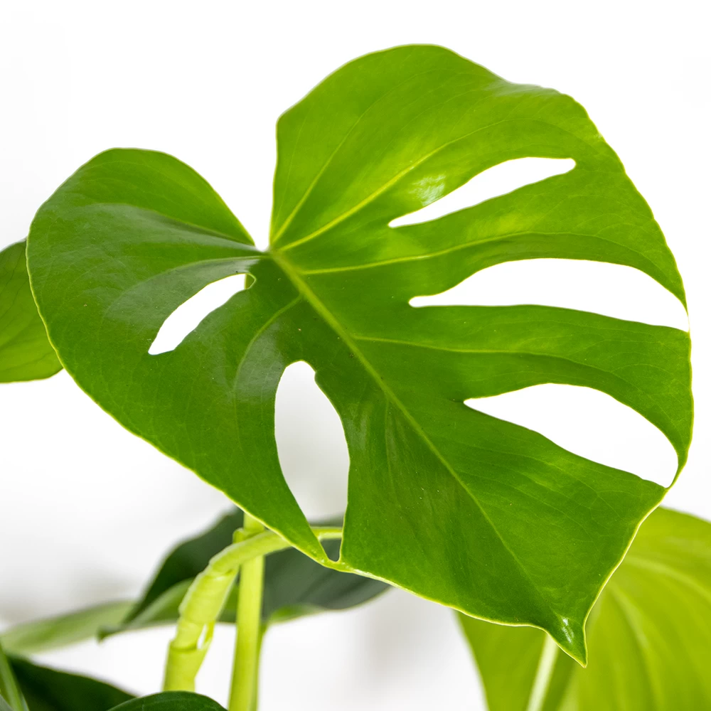Monstera Deliciosa - Plante Trouée - Plante D'intérieur - Purificateur D'air – ⌀21 Cm - ↕70-80 Cm – Image 3
