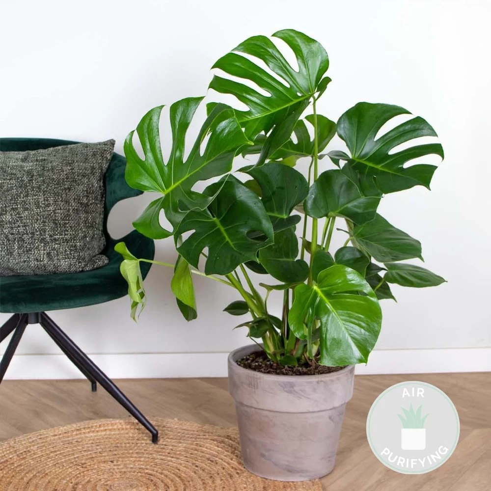 Monstera Deliciosa - Plante Trouée - Plante D'intérieur - Purificateur D'air – ⌀21 Cm - ↕70-80 Cm – Image 2