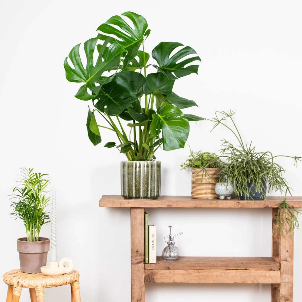 Monstera Deliciosa - Plante Trouée - Plante D'intérieur - Purificateur D'air – ⌀21 Cm - ↕70-80 Cm – Image 4