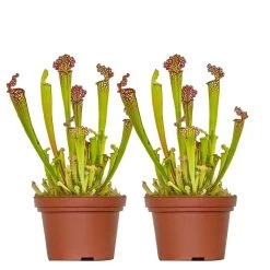 2x Sarracenia 'juthatip Soper' – Plante Carnivore – Entretien Facile ⌀12 Cm – ↕10-20cm