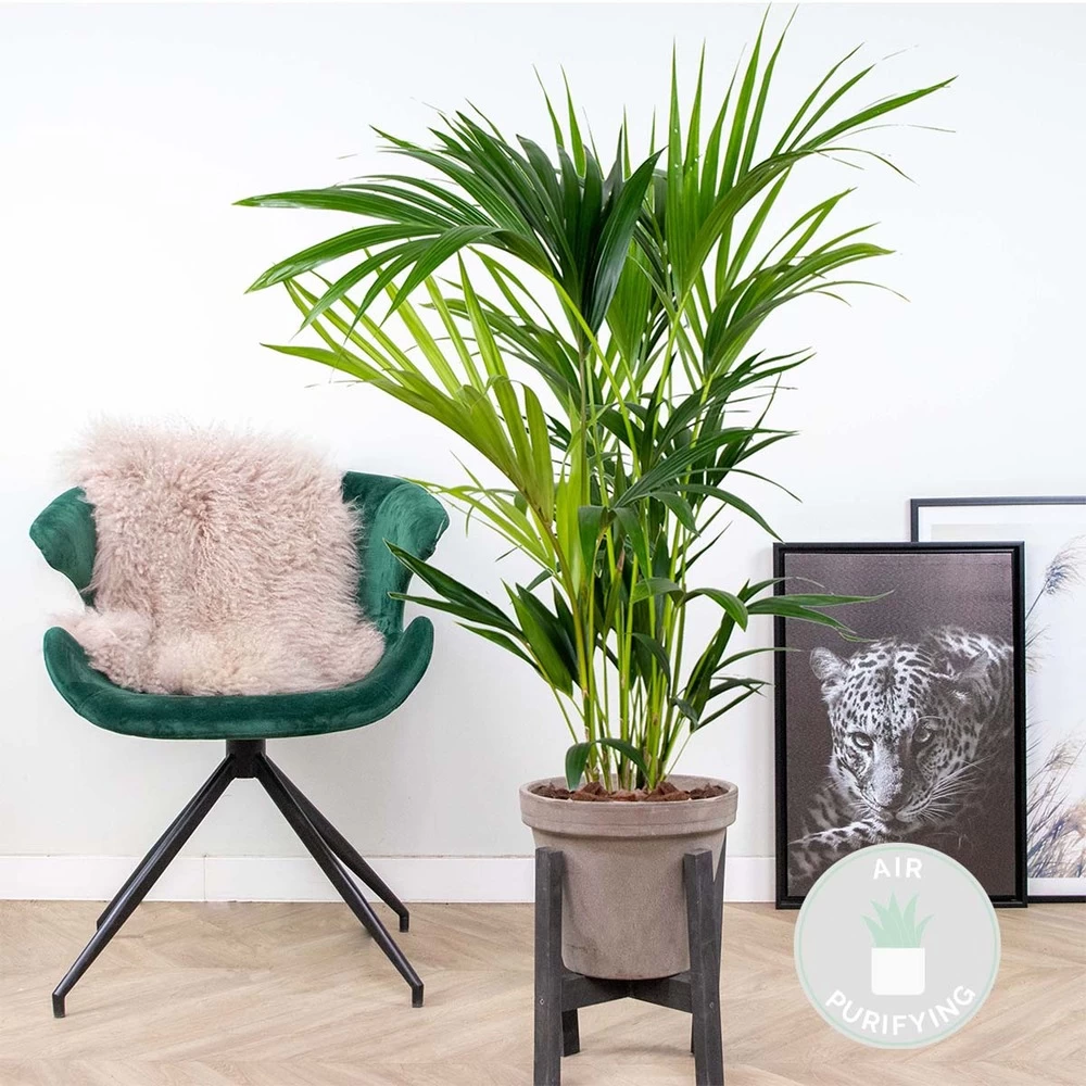 Howea Forsteriana - Palmier Kentia - Plante D'intérieur - Purificateur D'air – ⌀19 Cm - ↕90-100 Cm – Image 2