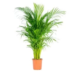 Dypsis Lutescens - Palmier Dorés - Plante D'intérieur - Entretien Facile – ⌀24 Cm - ↕120-130 Cm
