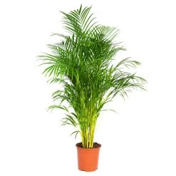 Dypsis Lutescens - Palmier Dorés - Plante D'intérieur - Entretien Facile – ⌀24 Cm - ↕140-150 Cm