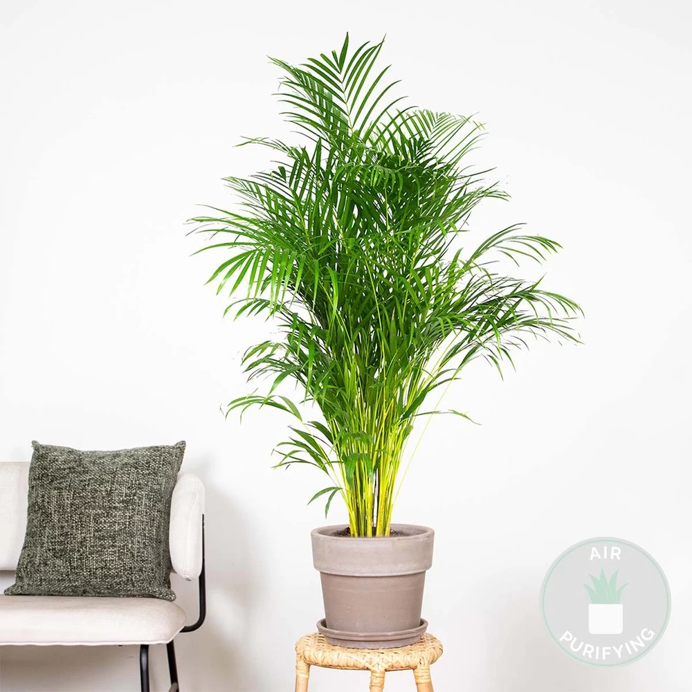 Dypsis Lutescens - Palmier Dorés - Plante D'intérieur - Entretien Facile – ⌀24 Cm - ↕140-150 Cm – Image 2