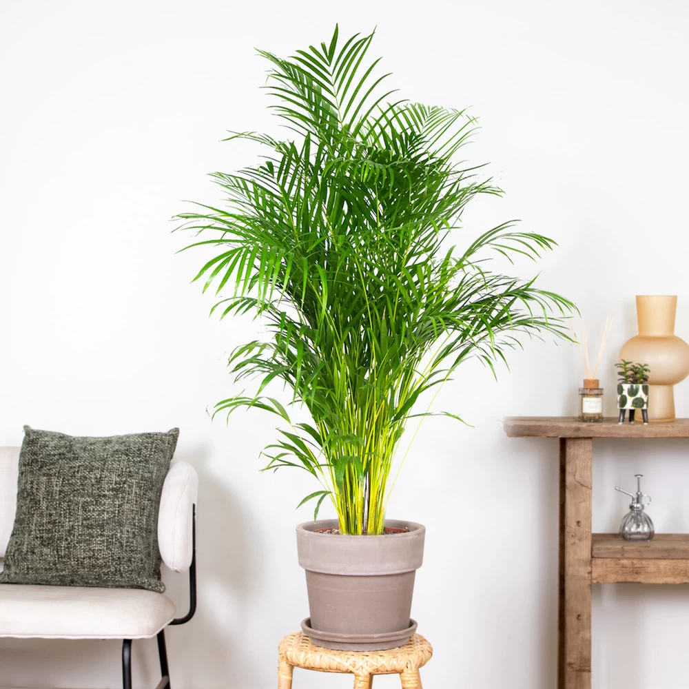 Dypsis Lutescens - Palmier Dorés - Plante D'intérieur - Entretien Facile – ⌀24 Cm - ↕140-150 Cm – Image 4